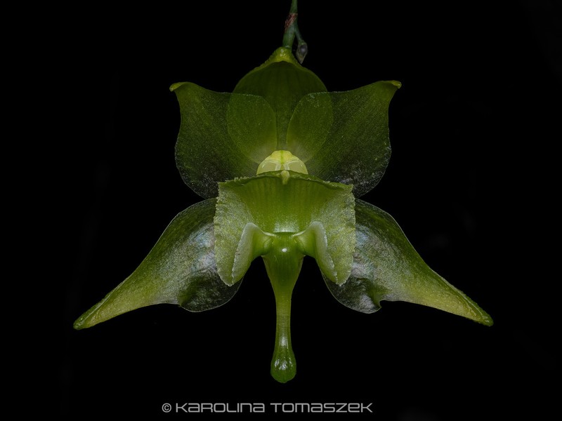 Aeranthes denticulata