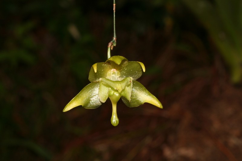 Aeranthes denticulata photo 2