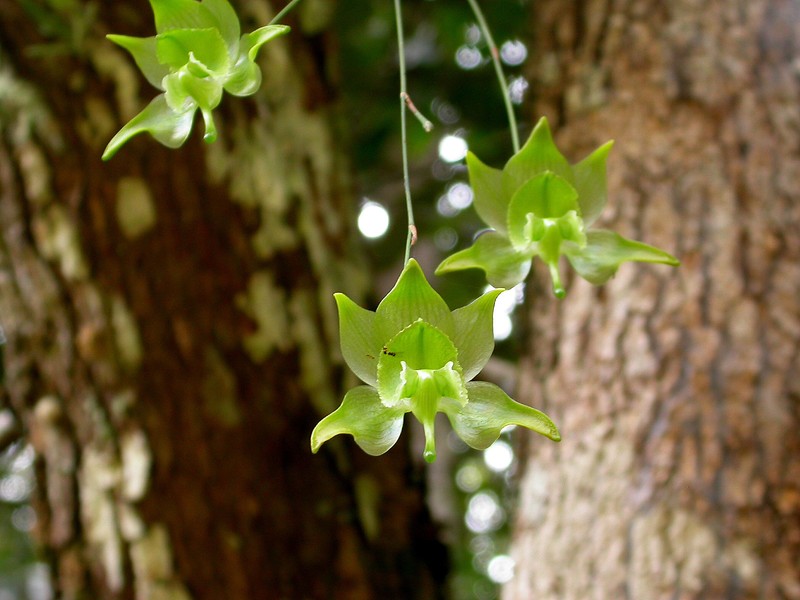 Aeranthes denticulata photo 6
