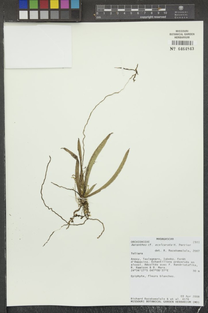 Aeranthes ecalcarata photo 2