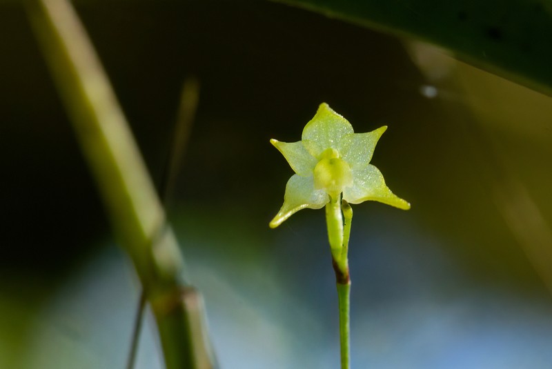 Aeranthes ecalcarata