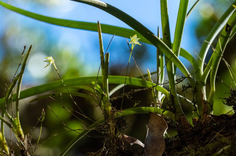 Aeranthes ecalcarata photo 3