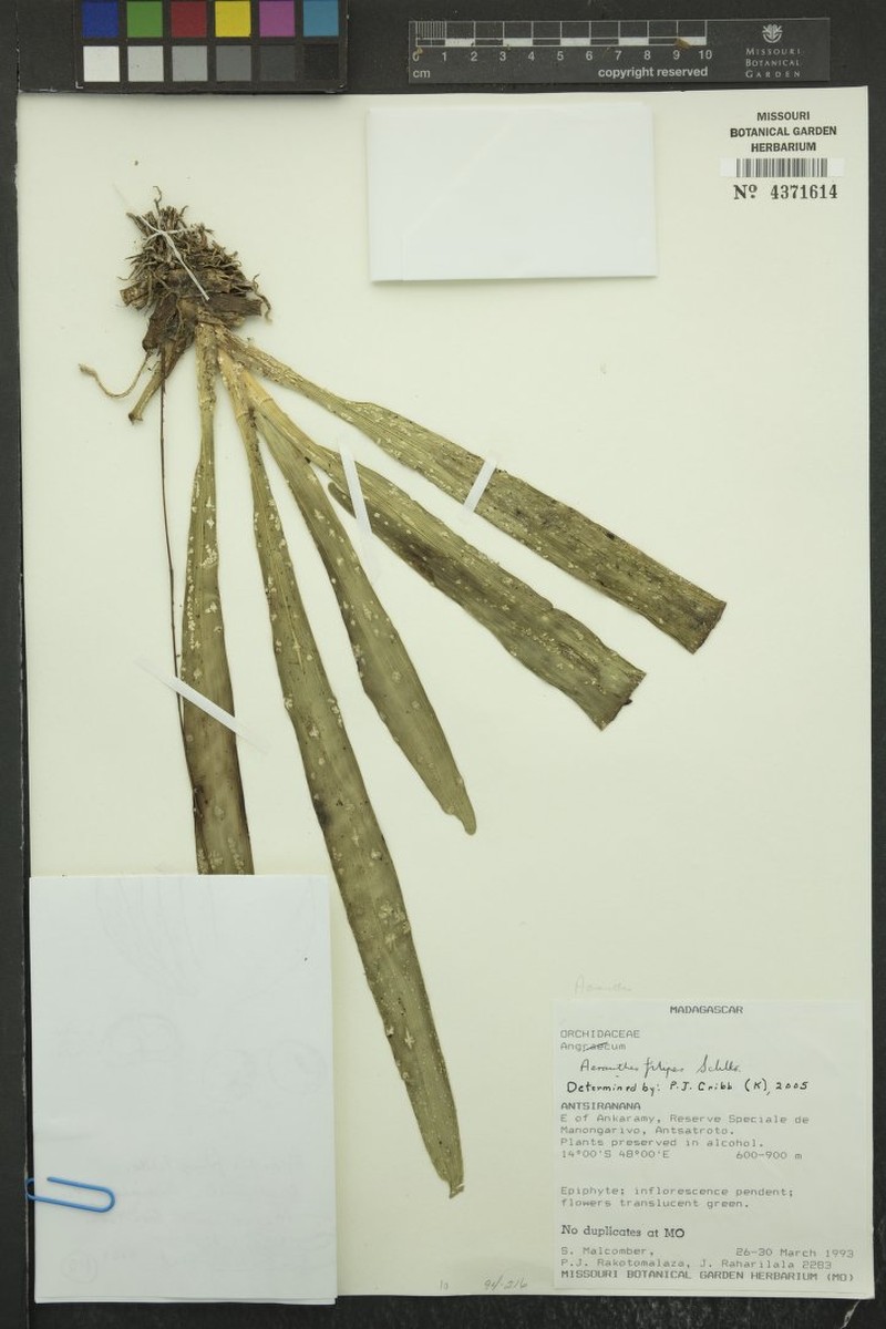 Aeranthes filipes
