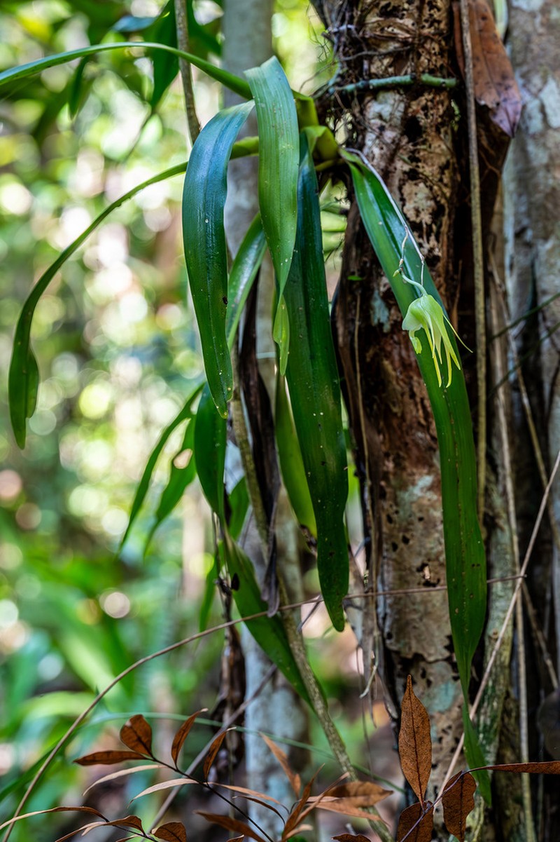 Aeranthes grandiflora photo 2