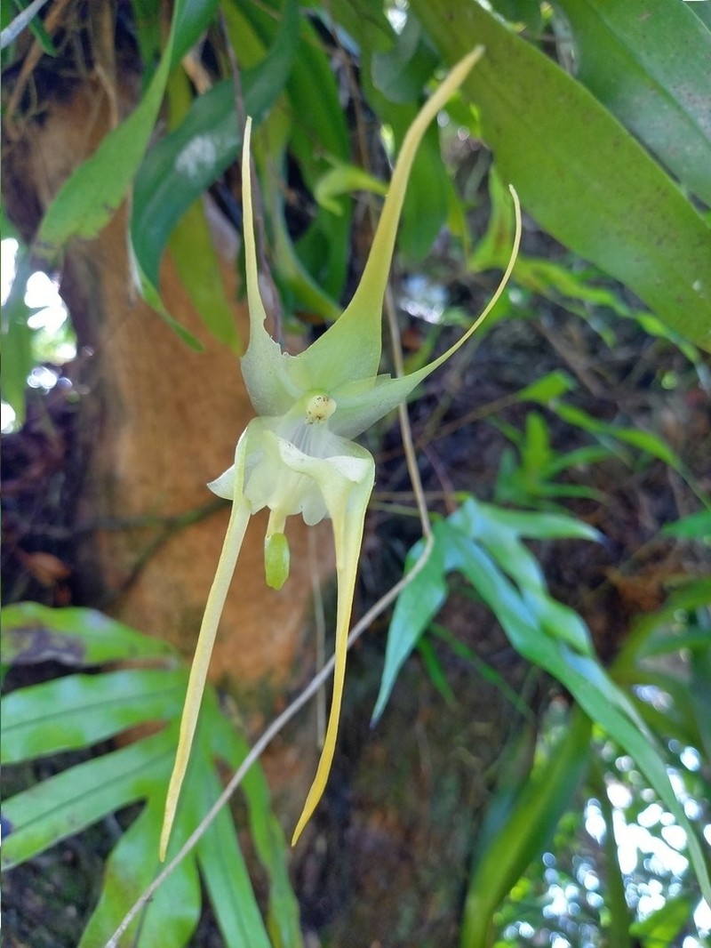 Aeranthes grandiflora photo 3
