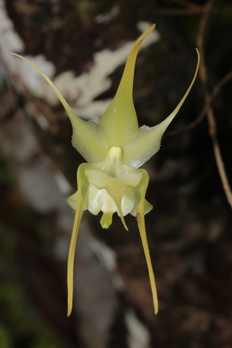 Aeranthes grandiflora photo 4