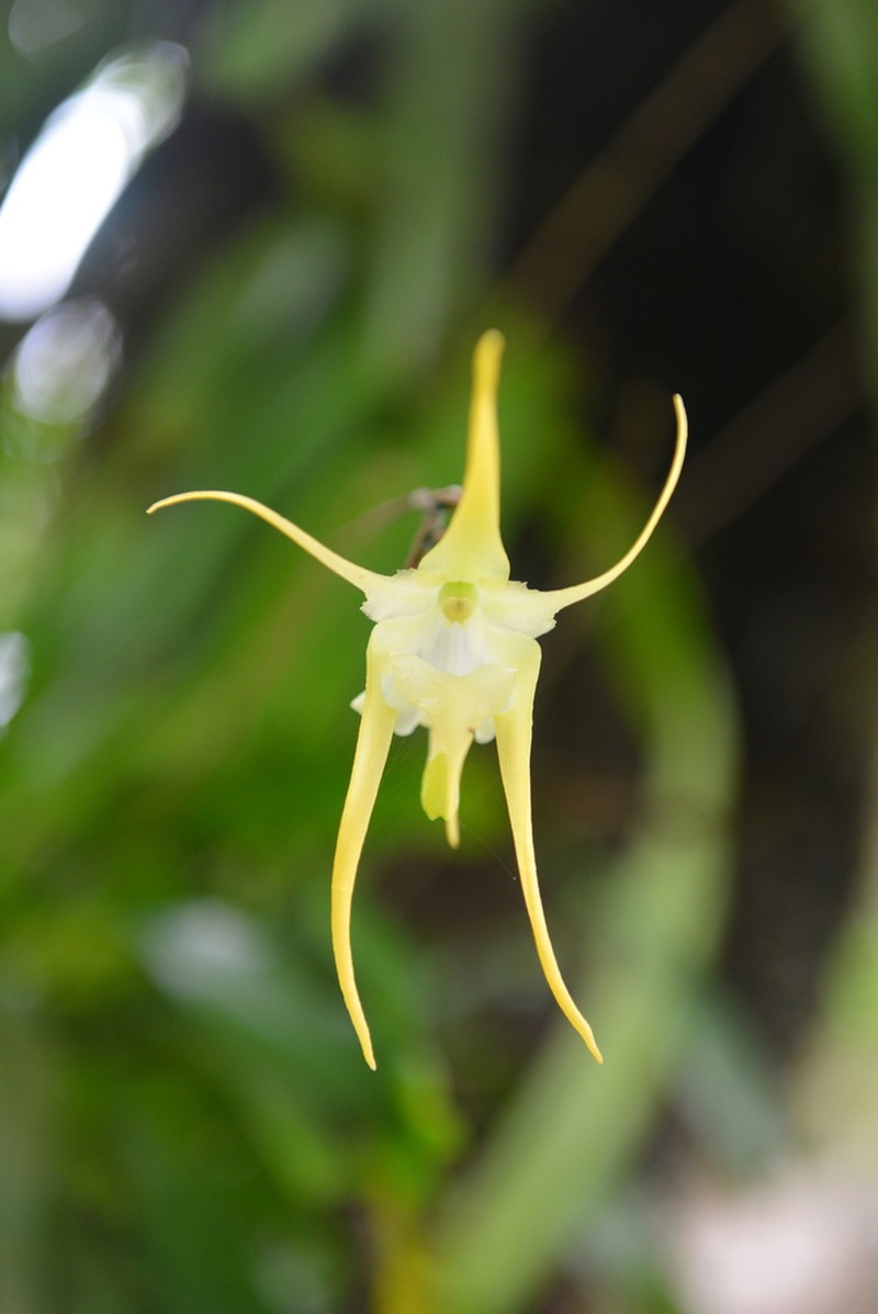 Aeranthes grandiflora photo 5
