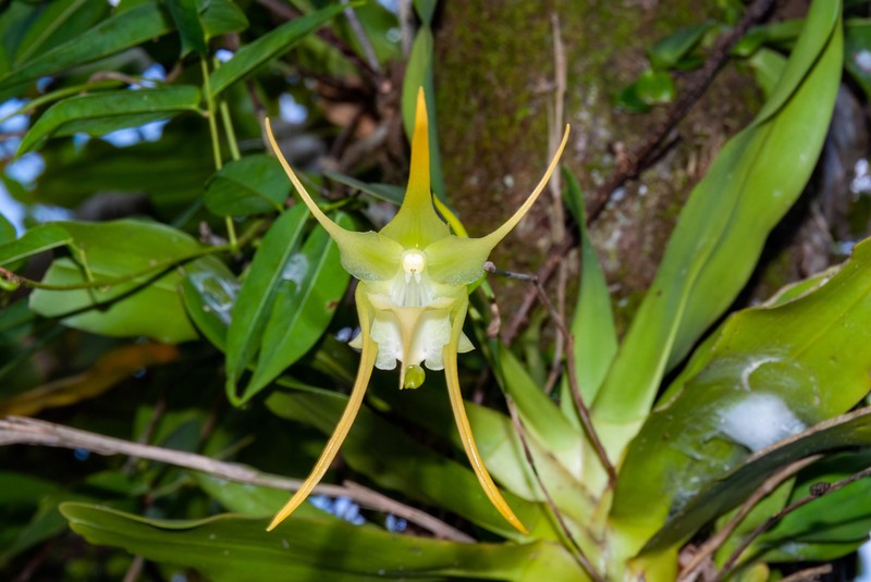 Aeranthes grandiflora photo 6