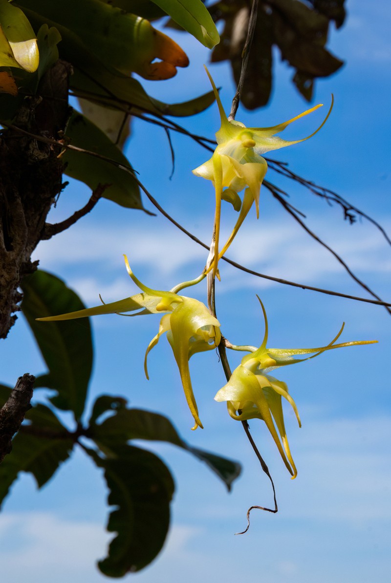 Aeranthes grandiflora photo 7