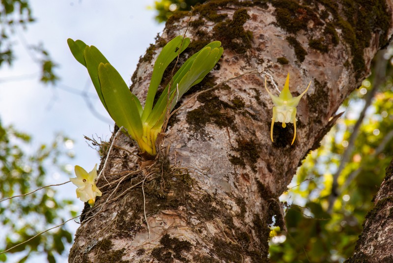 Aeranthes grandiflora photo 8