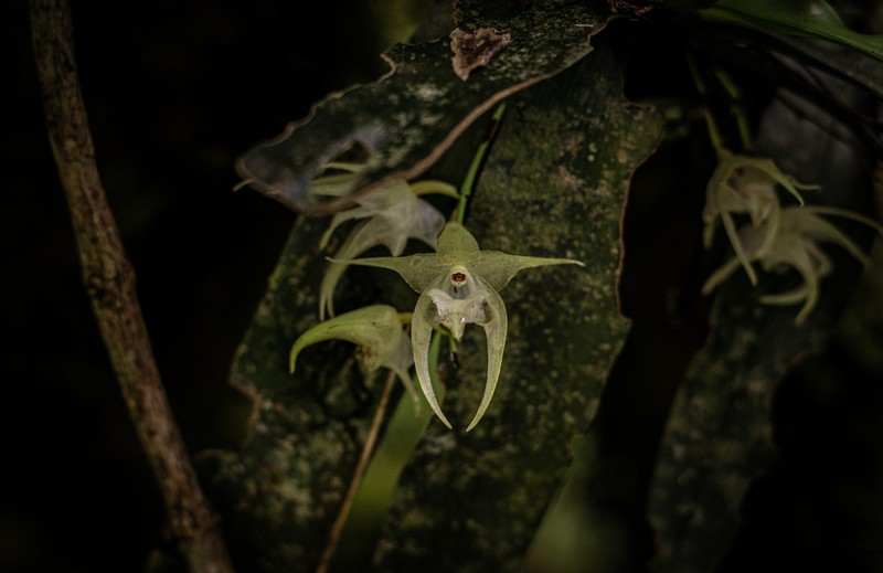 Aeranthes laxiflora