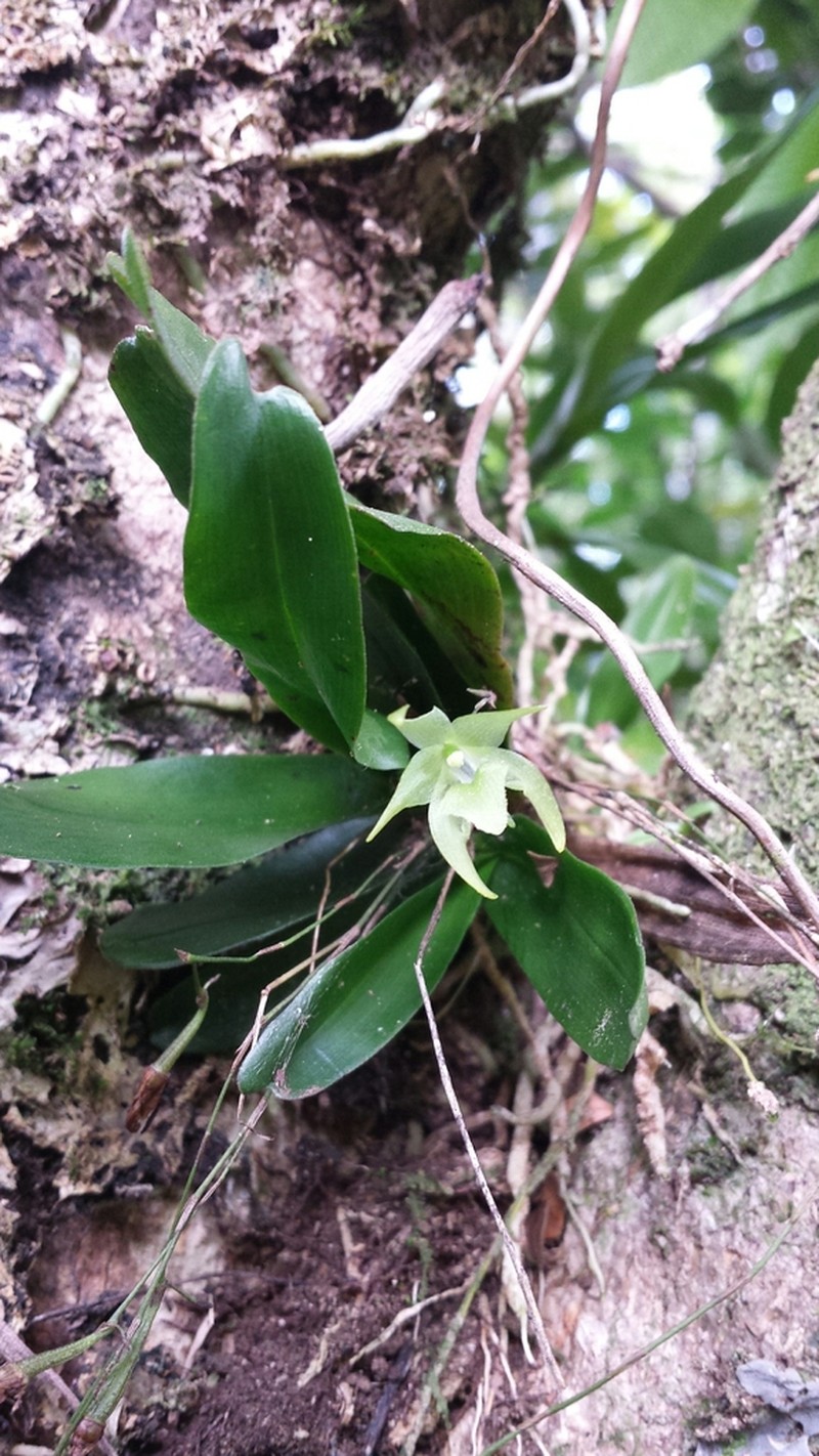 Aeranthes laxiflora photo 2