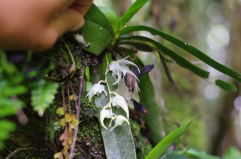 Aeranthes laxiflora photo 3