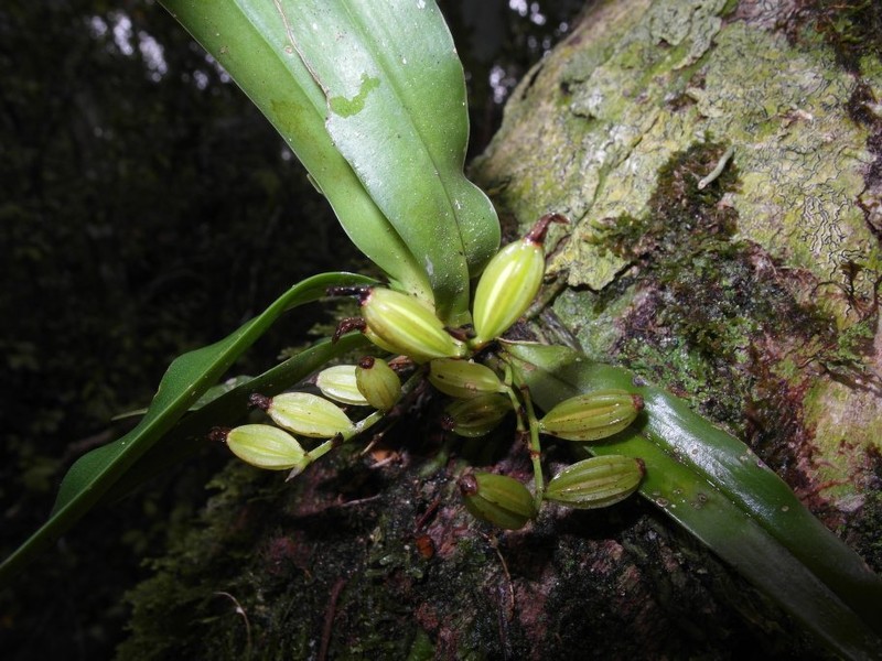 Aeranthes laxiflora photo 4