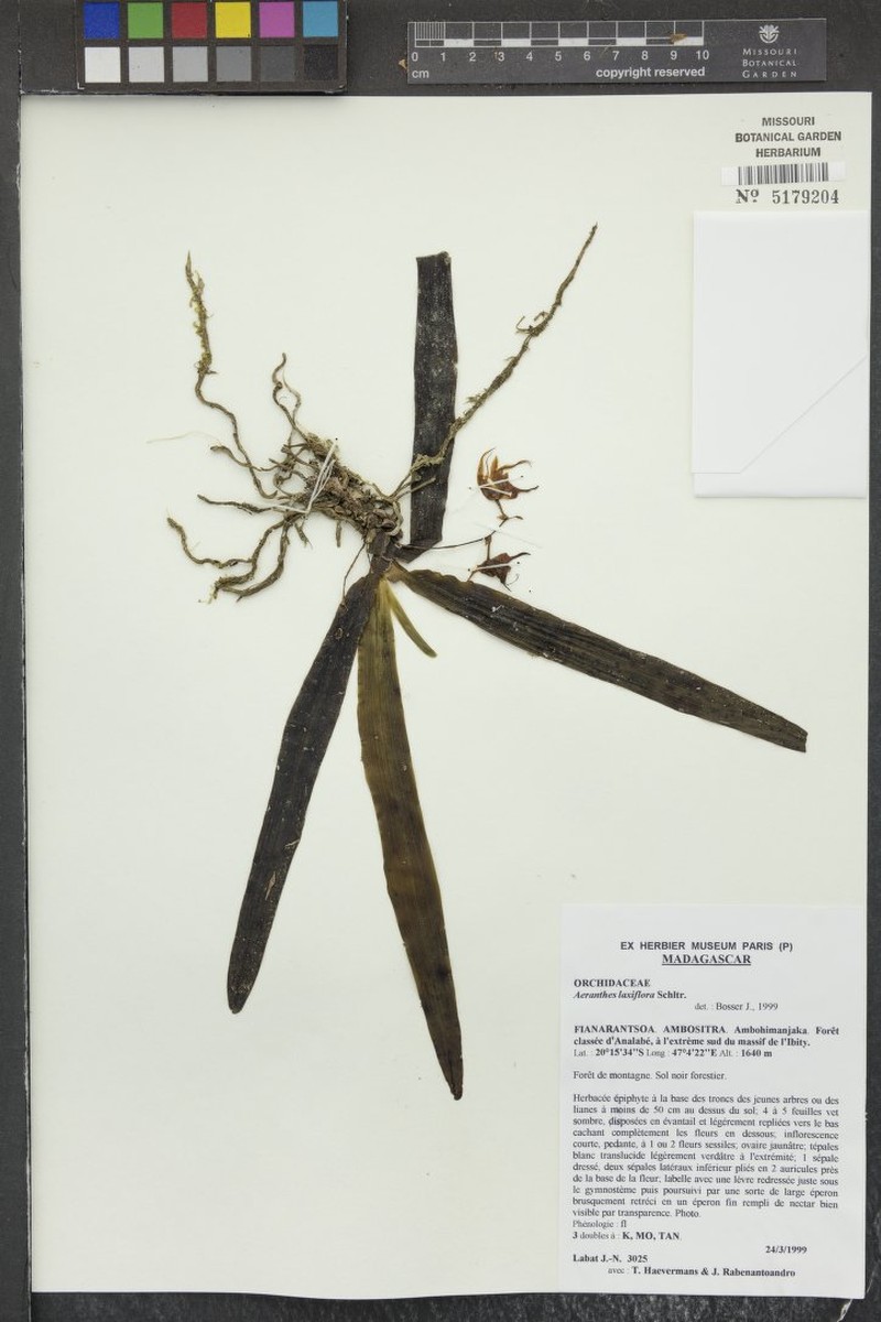 Aeranthes laxiflora photo 5