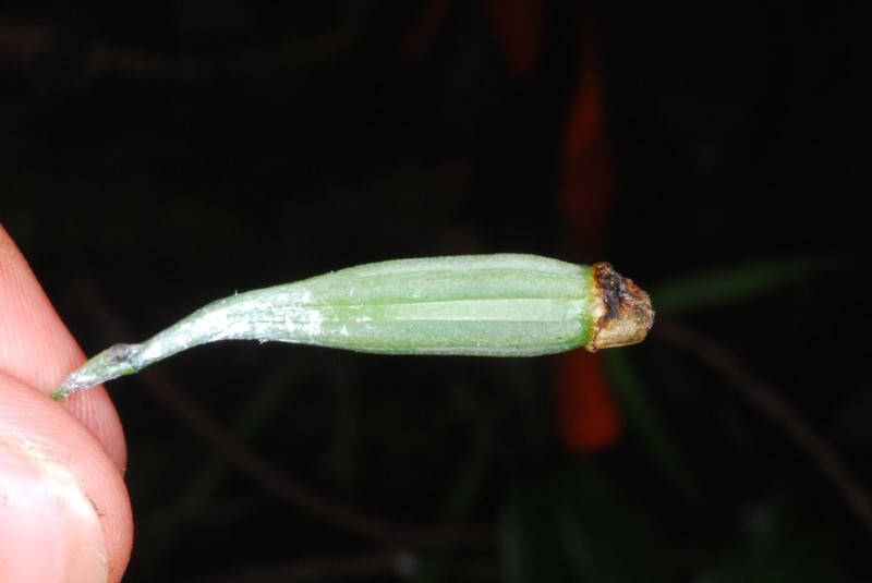 Aeranthes moratii
