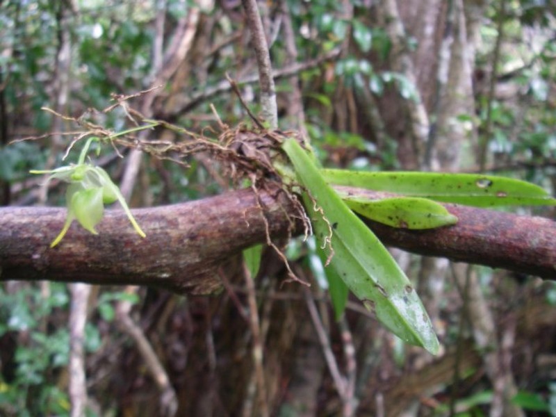 Aeranthes moratii photo 2