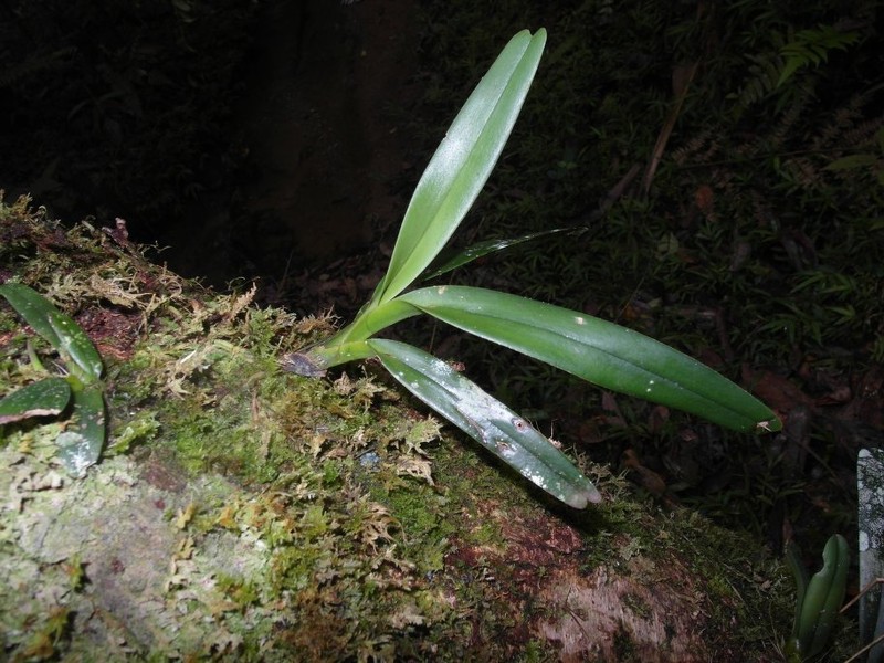 Aeranthes neoperrieri