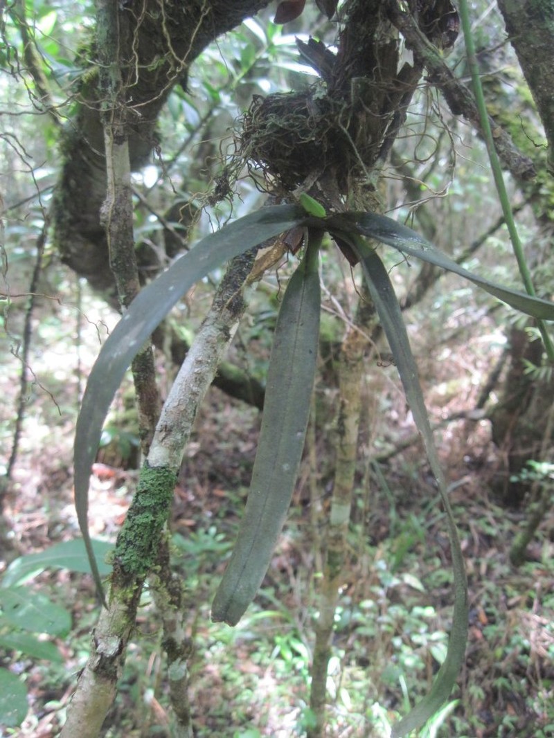 Aeranthes neoperrieri photo 2