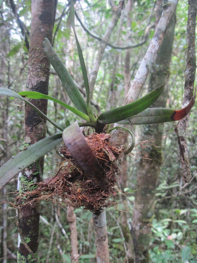 Aeranthes neoperrieri photo 3