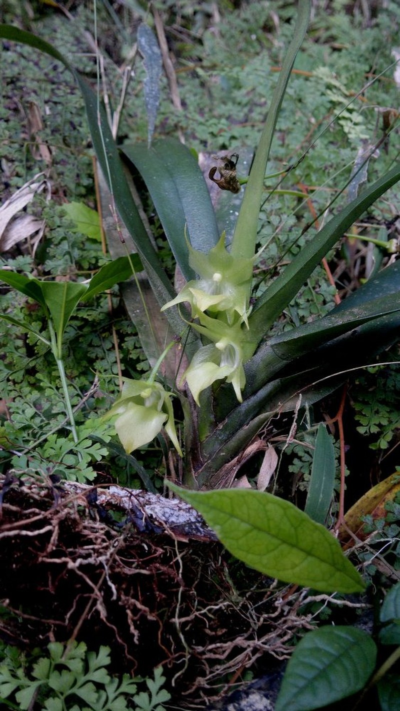 Aeranthes neoperrieri photo 4