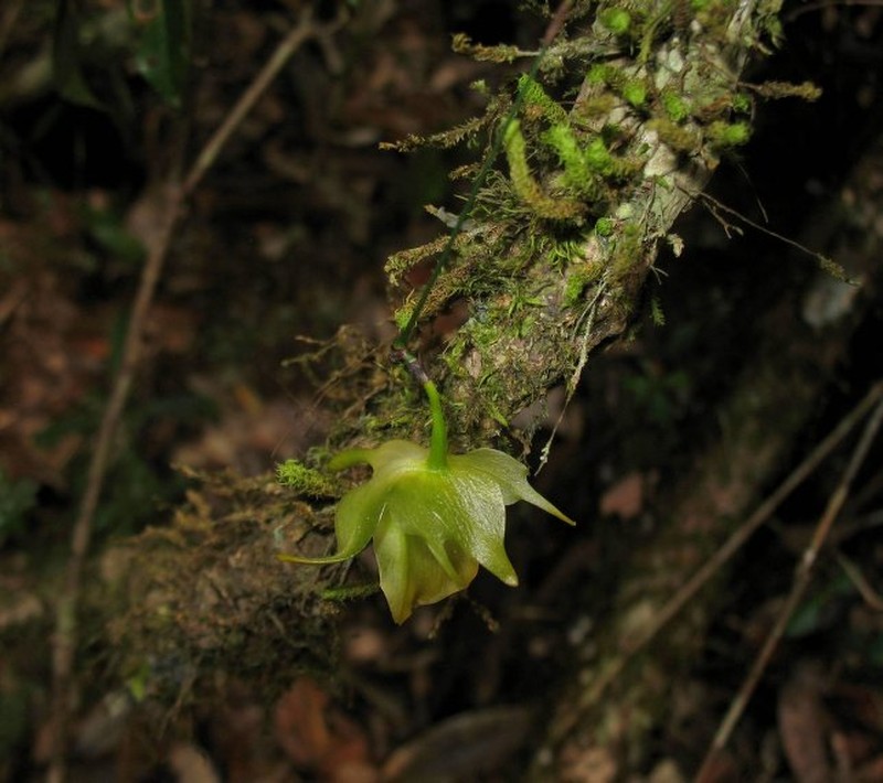 Aeranthes neoperrieri photo 5