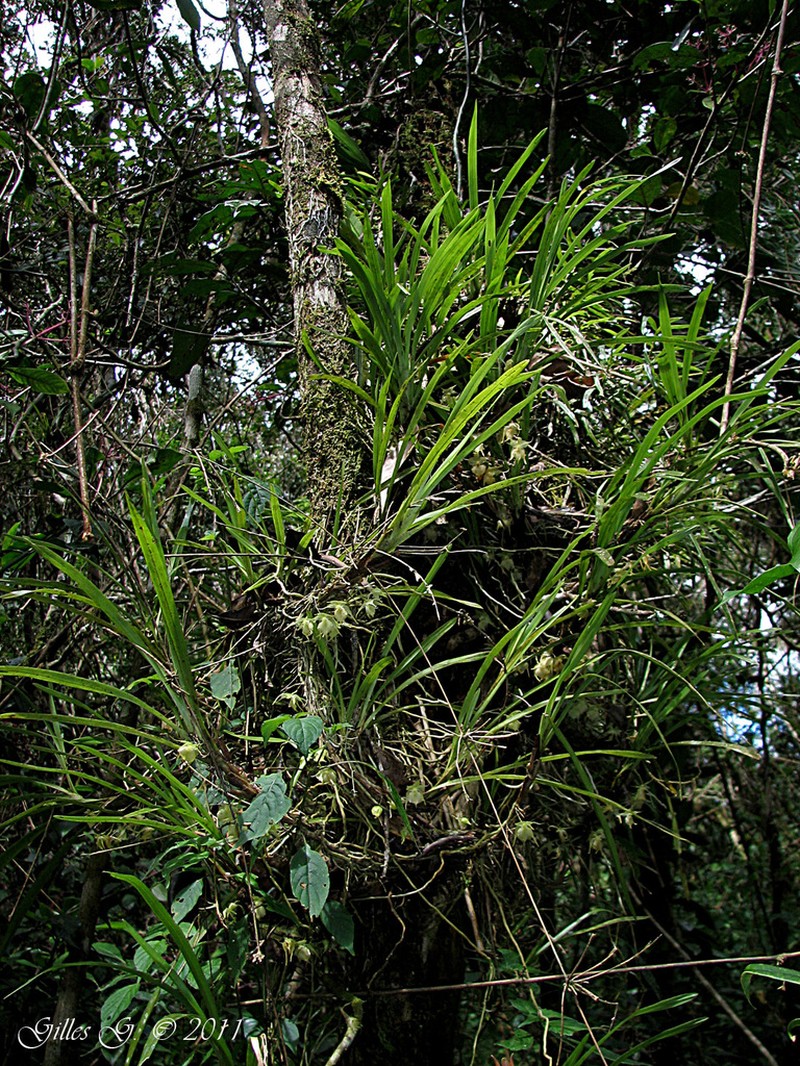 Aeranthes nidus photo 2