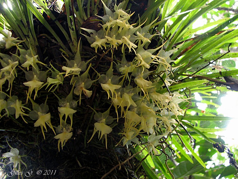 Aeranthes nidus photo 3