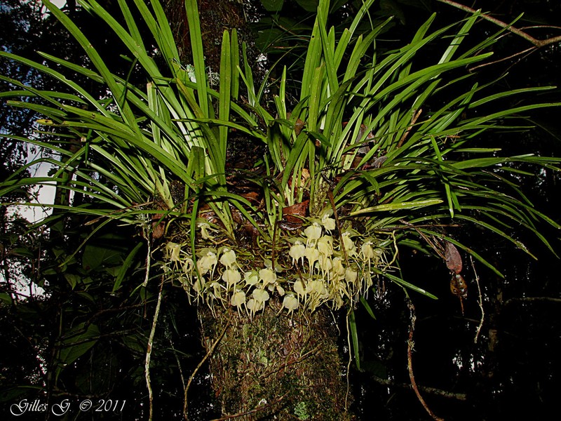 Aeranthes nidus photo 4