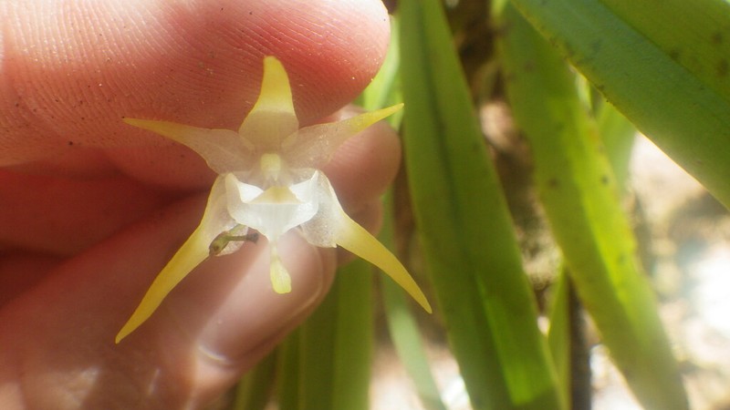 Aeranthes nidus photo 5