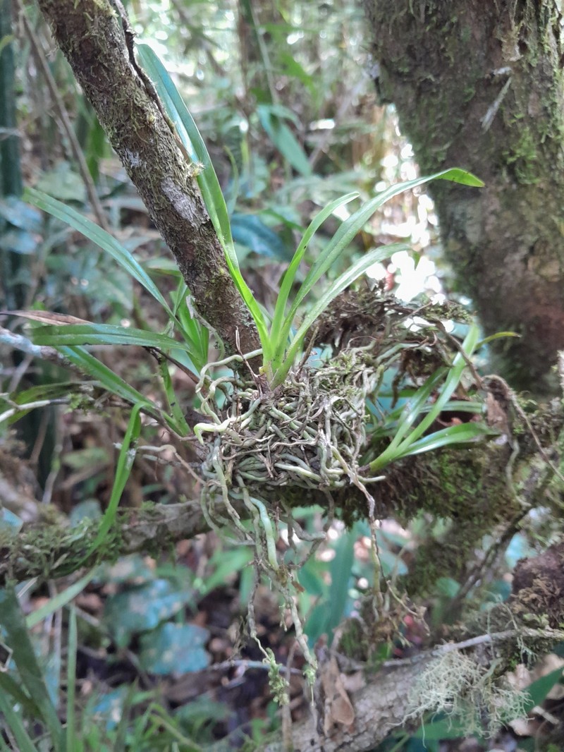 Aeranthes nidus photo 7