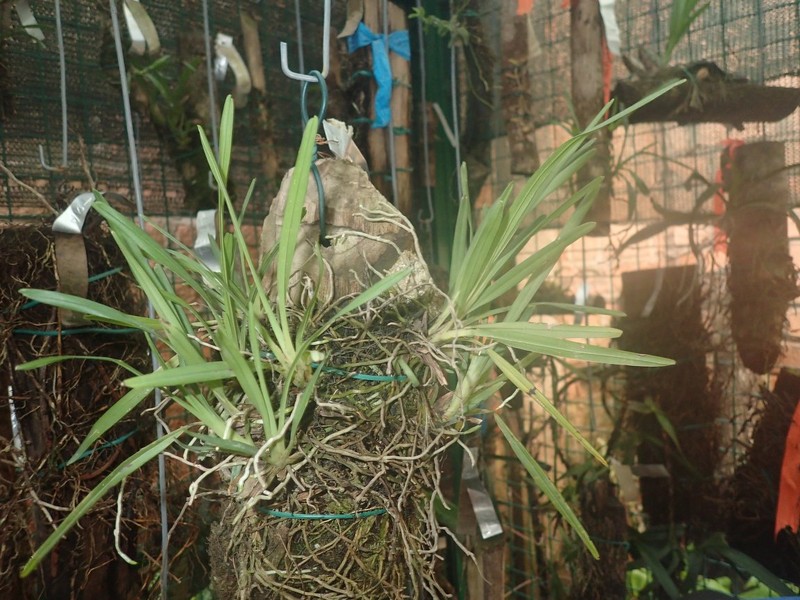 Aeranthes nidus photo 8