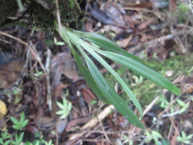 Aeranthes parvula