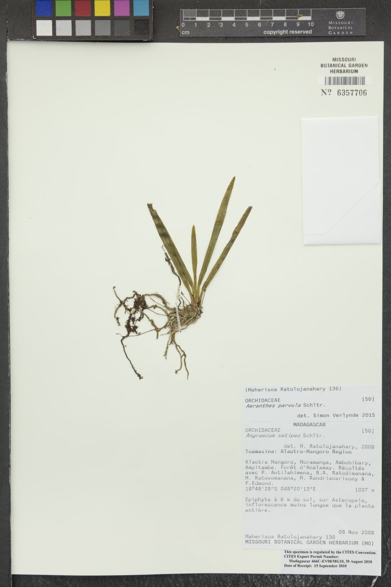 Aeranthes parvula photo 2