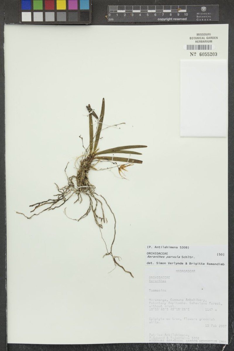 Aeranthes parvula photo 3