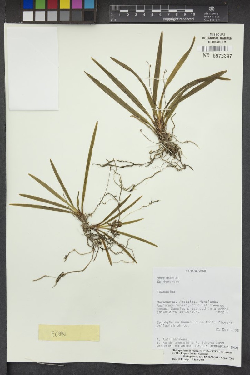Aeranthes parvula photo 4
