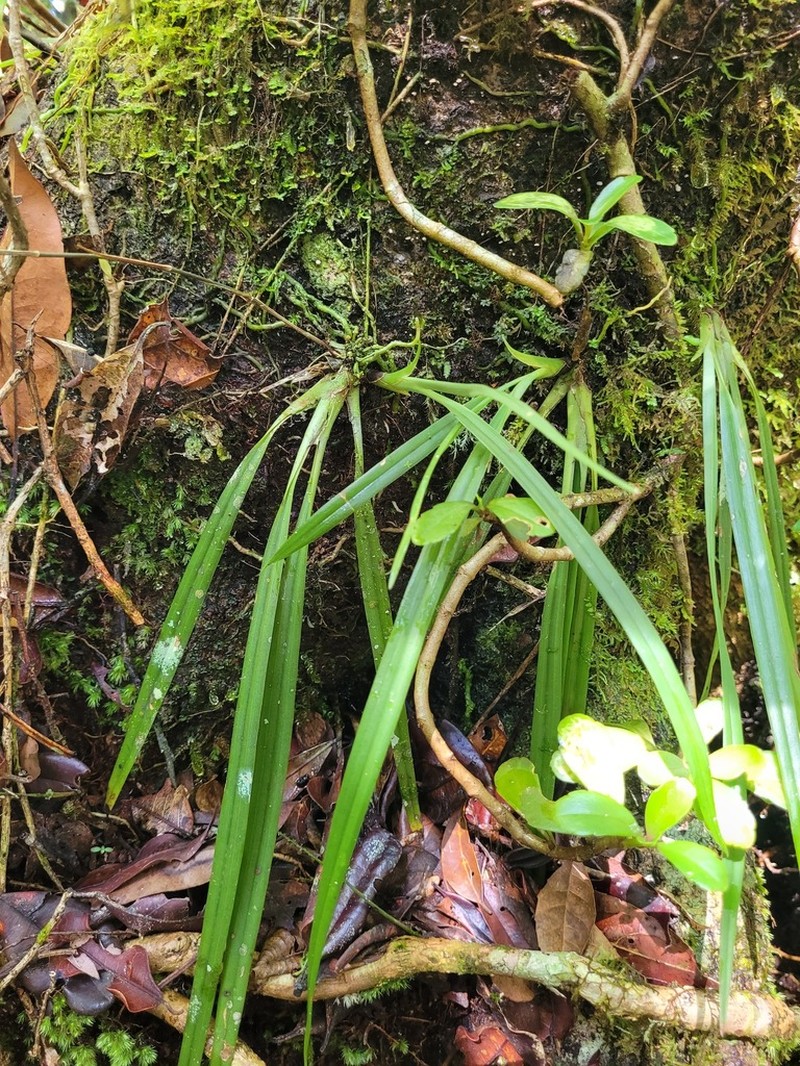 Aeranthes peyrotii