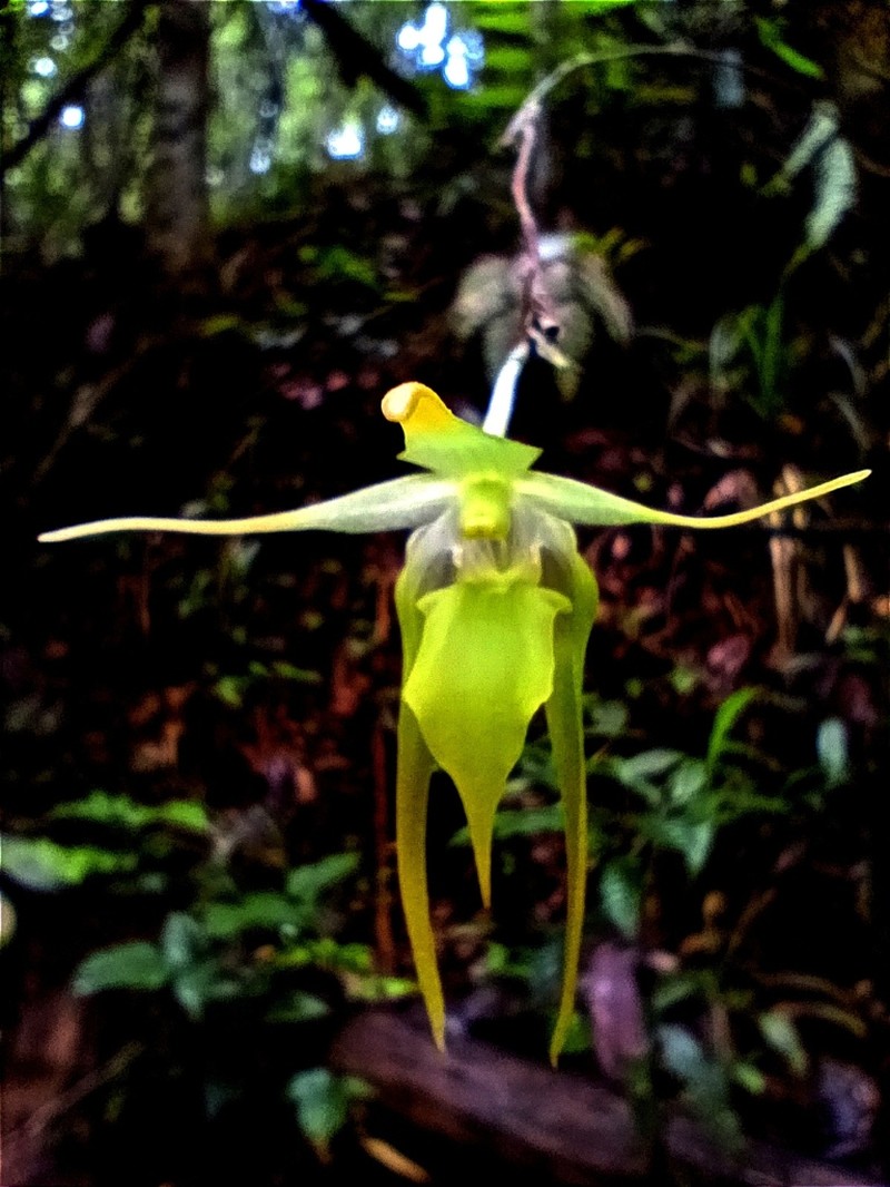 Aeranthes peyrotii photo 2