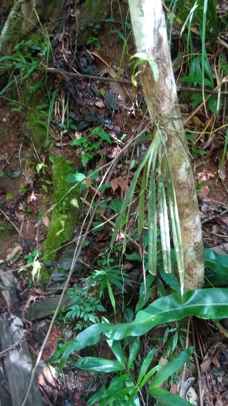Aeranthes peyrotii photo 4