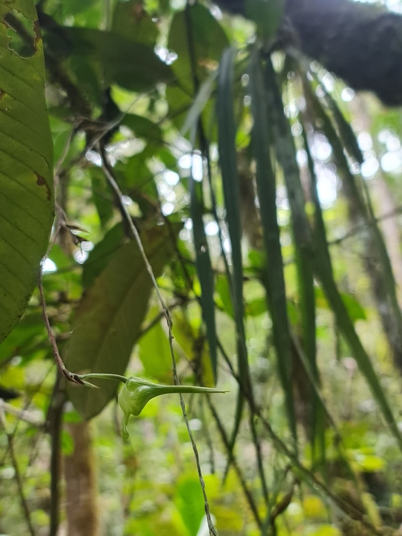 Aeranthes peyrotii photo 5