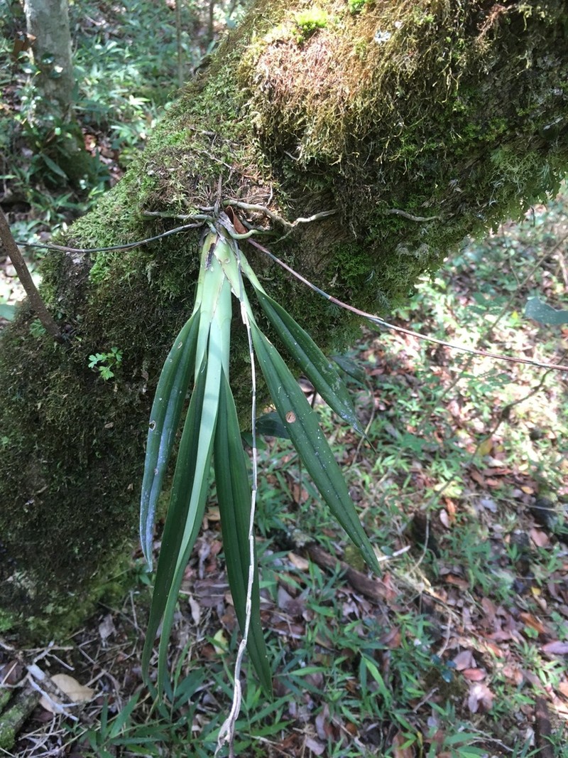 Aeranthes peyrotii photo 6