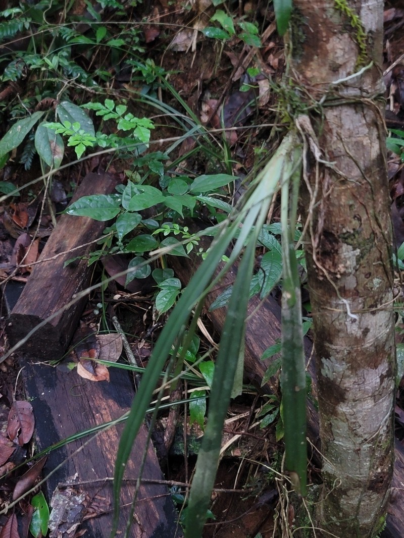 Aeranthes peyrotii photo 7
