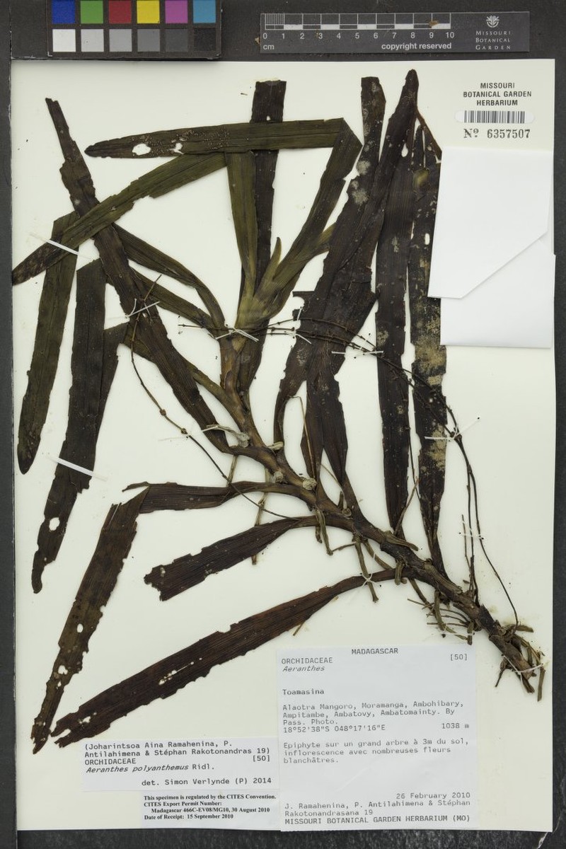 Aeranthes polyanthemus