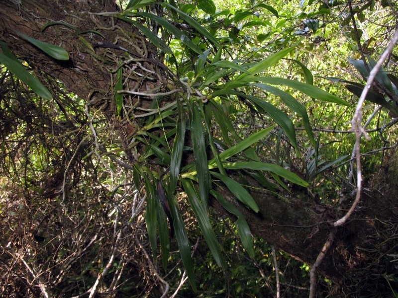 Aeranthes polyanthemus photo 2