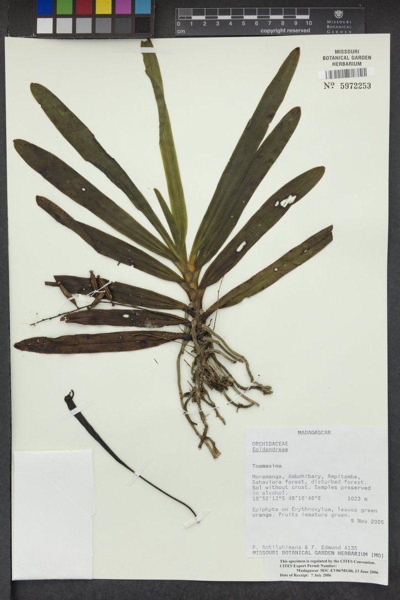 Aeranthes polyanthemus photo 3