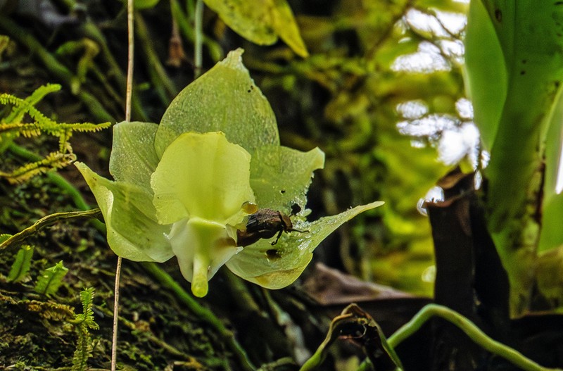 Aeranthes ramosa photo 2