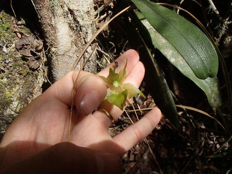 Aeranthes ramosa photo 3