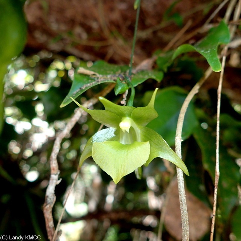 Aeranthes ramosa photo 4