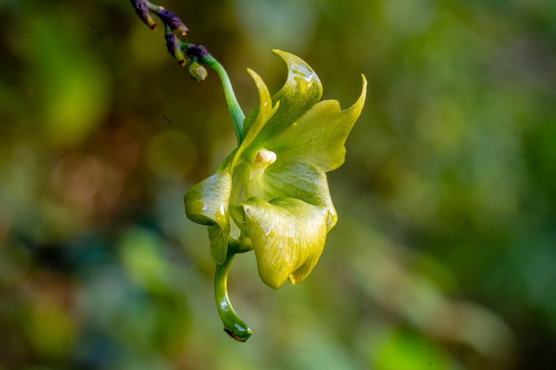 Aeranthes ramosa photo 5