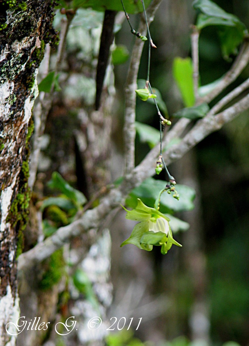Aeranthes ramosa photo 6